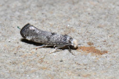 Paraswammerdamia nebulella